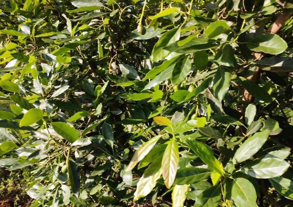 Kirinyaga House | Gitiriedith villa