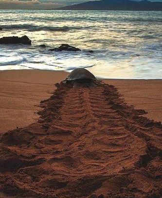 Rekawa Hotel | Heaven in Satinwoods