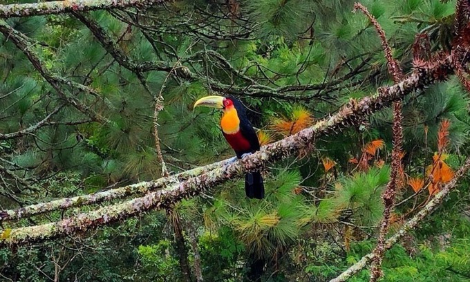 Fazenda Inglesa Cottage | House Fazenda Inglesa