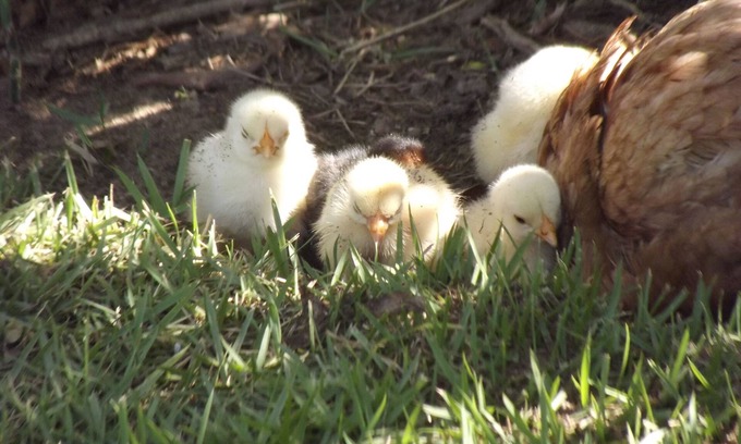 Massarandupio House | House for rent in the best Naturist Paradise of Bahia - Massarandupió