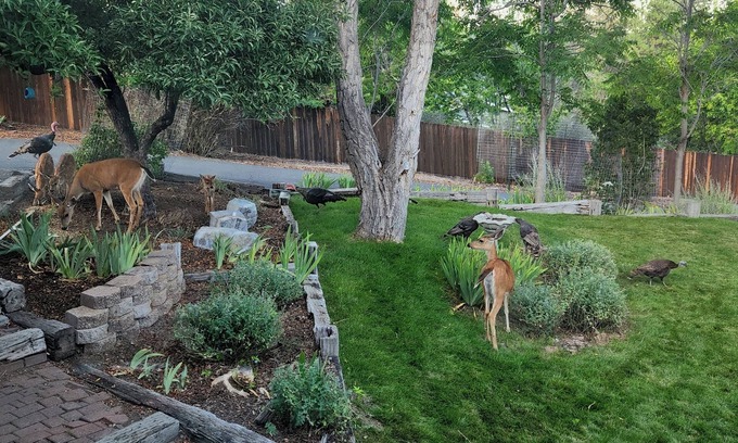 Yreka House | I-5 adjacent Bigfoot-themed Home