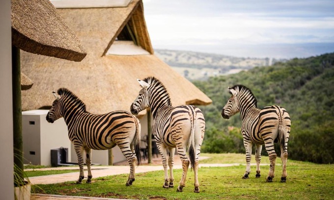 Thornhill Bed & Breakfast | Jbay Zebra Lodge