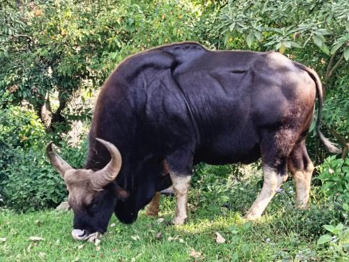 Coonoor House | Jungle view