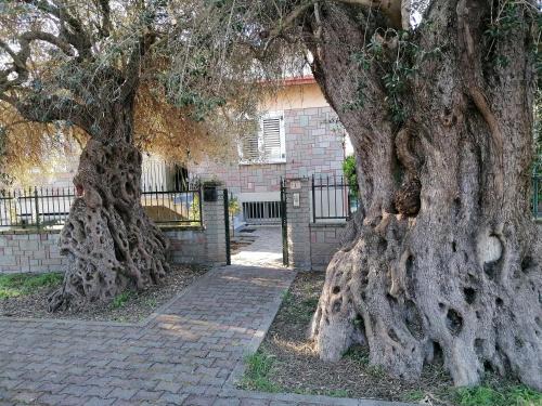 Turri Apartment | La casa degli ulivi