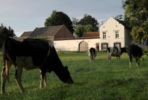 Maastricht Apartment | La Vache Contente