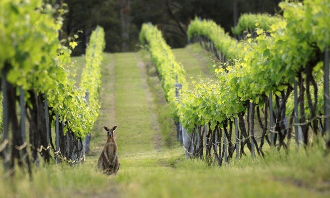 Cessnock Apartment | Lindsay Lodge in the Hunter Valley