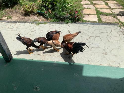 Coqueiro House | Mini Sítio Rustico