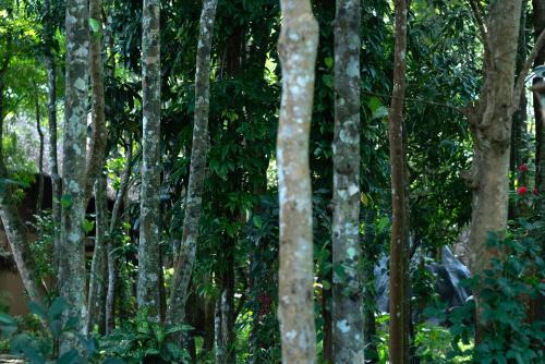 Kattikkulam Resort | Mystery Maze Resort