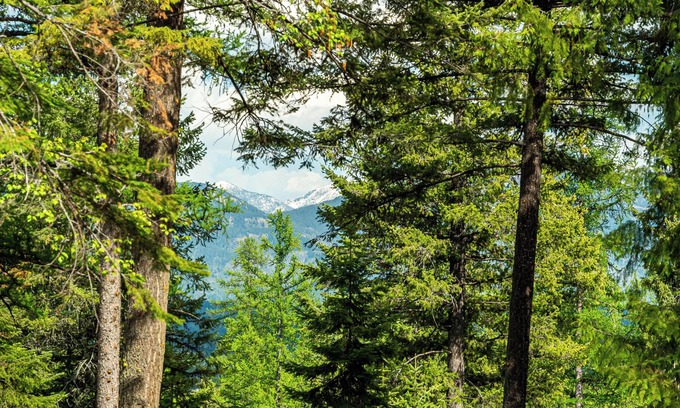 Whitefish Cabin | New listing! Beautiful Whitefish property