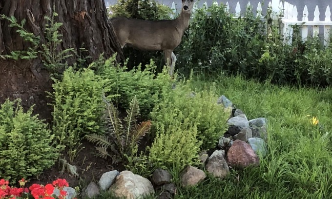 Cambria Bed & Breakfast | Olallieberry Inn B&B