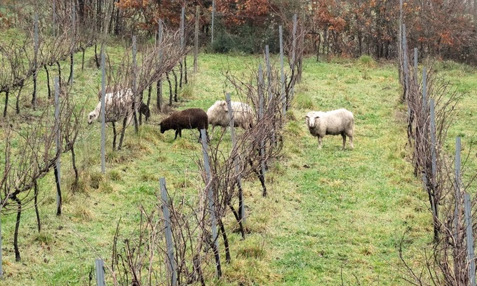 Medelo Cottage | Pinheiros Farm House with private pool