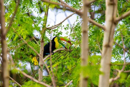 Northern Plains Apartment | Rio Celeste Birds Garden, Aire Acondicionado, Comodidad