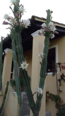 Sfakera House | Roula's House