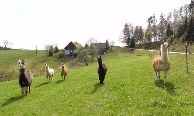 Biederbach House | ruhiges Wohnen am Lama und Maine Coon Hof in Alleinlage in Biederbach 3 Zimmer mit Kochgelegenheit Bad
