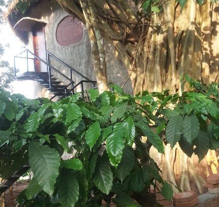 Kaimane Apartment | Rustic Charm Wayanad - The Stump (Treetop Suite)
