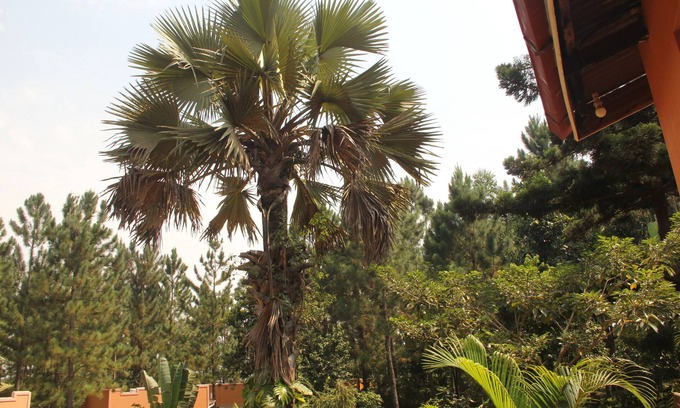 Masindi Other | Saltek Forest cottages
