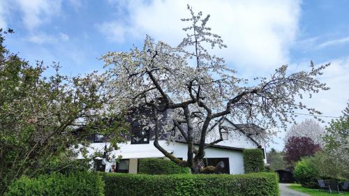 Hallenberg Apartment | Sauerland-AlmWinterberg