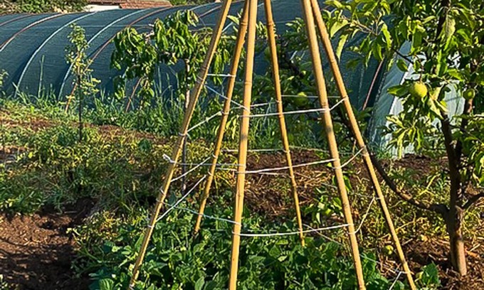Vojvodina Other | Serbian Farmhouse with vegetable & fruit garden
