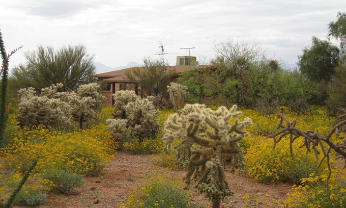 Tucson House | Serene desert environment, great sunsets, beautiful wildlife and long walks.