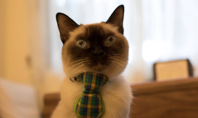 Taitung City Centre Bed & Breakfast | Smokey Cat B&B