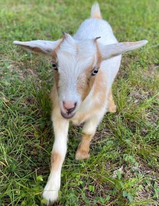 Rockdale County Other | Stinnett Family Farm