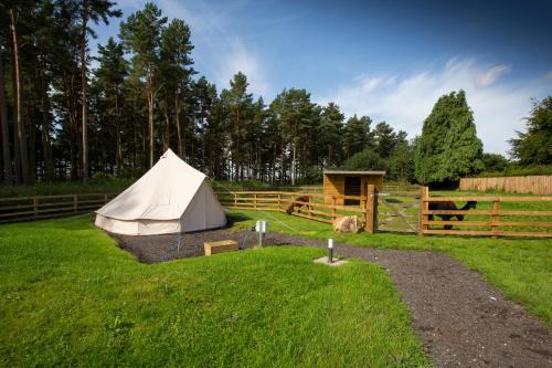 Ford Other | Tent 1