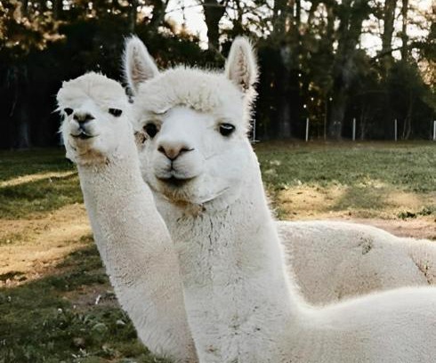 Robertson House | The Maple Lodge with Alpacas, Goats, Boars, Ducks & Chickens Farm Stay with Outdoor Pizza Oven