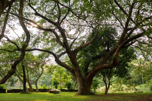 Devikolam Resort | The Nest Thattekad