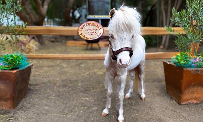 Temecula House | The Pony Experience Farm Stay! 501c3