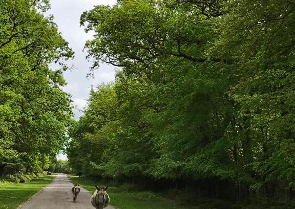 New Forest District House | The Squirrels