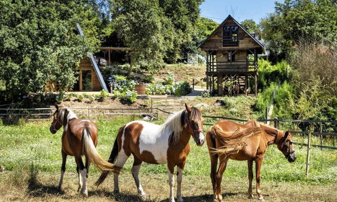 Cacia Cabin | Tilt Tree House - Vale da Silva Villas