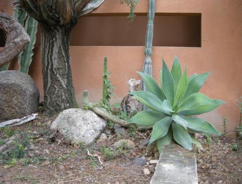 Solanas Bed & Breakfast | via dei gerani