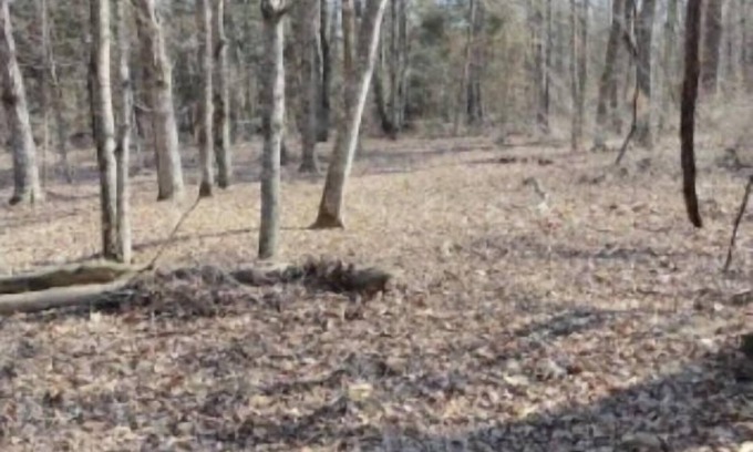 Clubb RV Rental | Wanderers End Sanctuary Forest Farm & Village Co-op