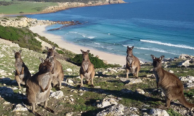Duncan Cottage | Waves and Wildlife