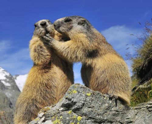 Bruck an der Grossglocknerstrasse Apartment | Wohnung Zur Post