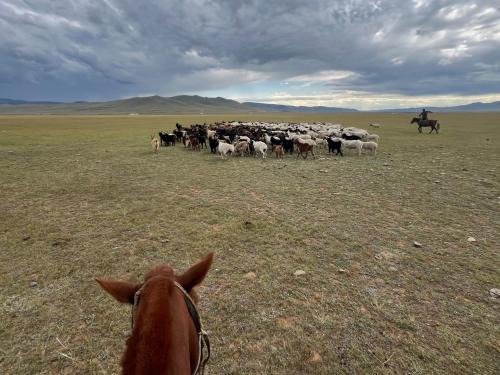 Uvurkhangai Other | Yurts in an Nomadic family
