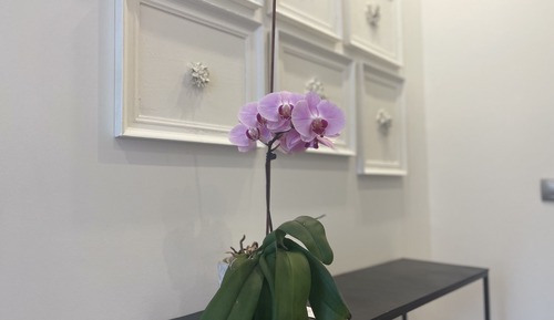 Deluxe Double Room, 1 King Bed, Pool Access, Garden View