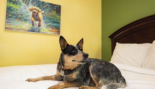 Room, 1 King Bed with Sofa bed, Pets Allowed