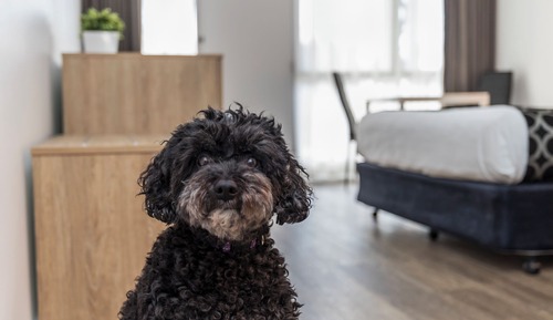 Pet Friendly Queen