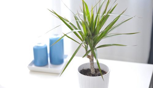 Comfort Apartment, 1 Queen Bed with Sofa bed, Balcony