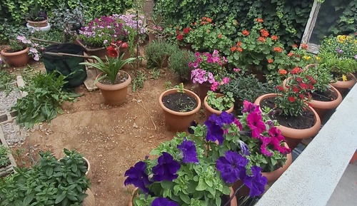 Family House, Courtyard Area (4)