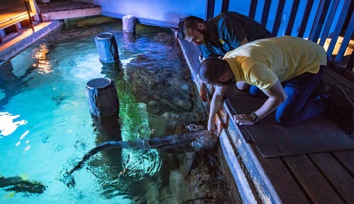 Grand Shark Suite (Shark and Hyena Feeding experience)