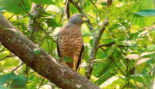 Family Room - Disability Access