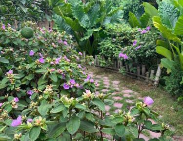 King Room with Garden View