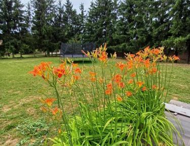 One-Bedroom Apartment with Garden View