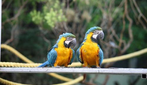 Suite with Garden View