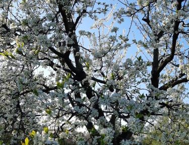 Villa with Garden View