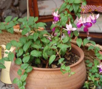 Apartment 1 Downtown Garden View