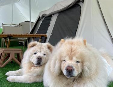 Tent
