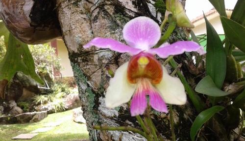 Triple Room with Garden View